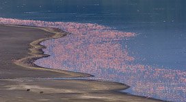 Flamingo, Kenya, Lake Bogoria #4 Flamingo, Kenya, Lake Bogoria #4