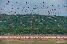 Flamingo, Kenya, Lake Bogoria #22