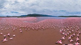 Flamingo, Kenya, Lake Bogoria #7