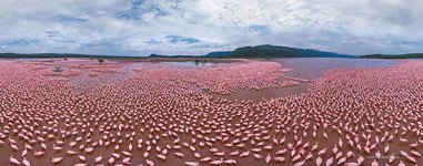 Flamingo, Kenya, Lake Bogoria #5