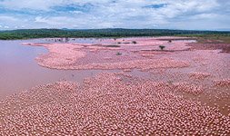 Flamingo, Kenya, Lake Bogoria #19