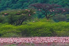 Flamingo, Kenya, Lake Bogoria #13