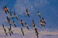 Flamingo, Kenya, Lake Bogoria #3