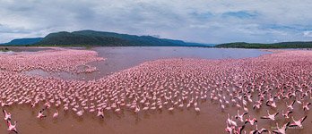 Flamingo, Kenya, Lake Bogoria #16