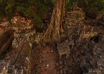 Ta Prohm temple #10 Ta Prohm temple #10