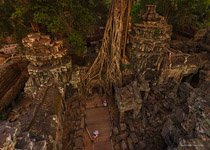 Ta Prohm temple #10