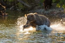 Bear is fishing Bear is fishing