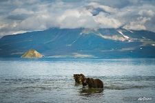Bears in the Kurile lake