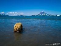 Bear in the Kurile Lake