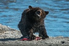 Little bear with a fish