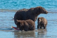 Bears Bears
