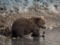 Bear Bear