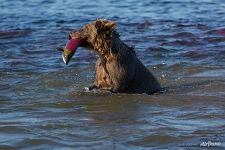 Fisher Fisher
