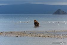 Bear in the Kurile Lake