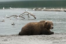 Relaxing bear Relaxing bear