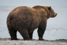 Bear Bear