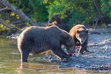 Bears with fish Bears with fish