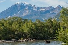 Bear among the nature of Kamchatka