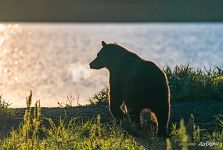 Bear on Kamchatka