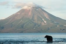 Bear and Ilyinsky Volcano