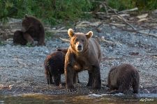Bears Bears