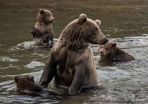 Bear family: mom and kids