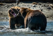 Bears Bears