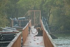 Bears Bears