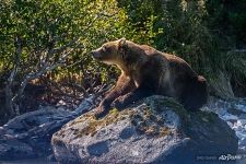 Bear enjoying the sun