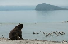 Bear on the shore