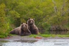Bears couple Bears couple