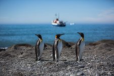 Penguins, South Georgia Island #15