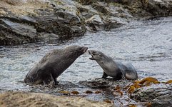 Penguins, South Georgia Island #9