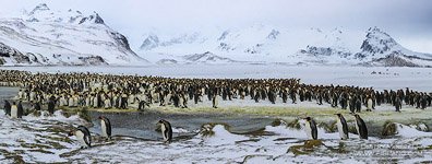 Penguins, South Georgia Island #7
