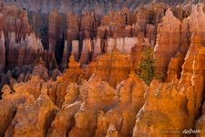 Bryce Canyon #23