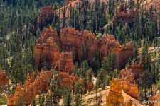 Bryce Canyon #21
