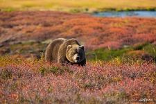 Bear at the Uzon caldera Bear at the Uzon caldera