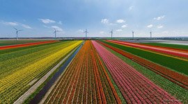 Tulip fields in Netherlands #11