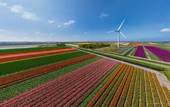 Tulip fields in Netherlands #10