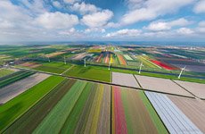 Tulip fields in Netherlands #9