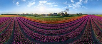 Tulip fields in Netherlands #2