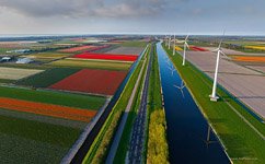 Tulip fields in Netherlands #4