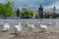 Prague #12 Prague #12