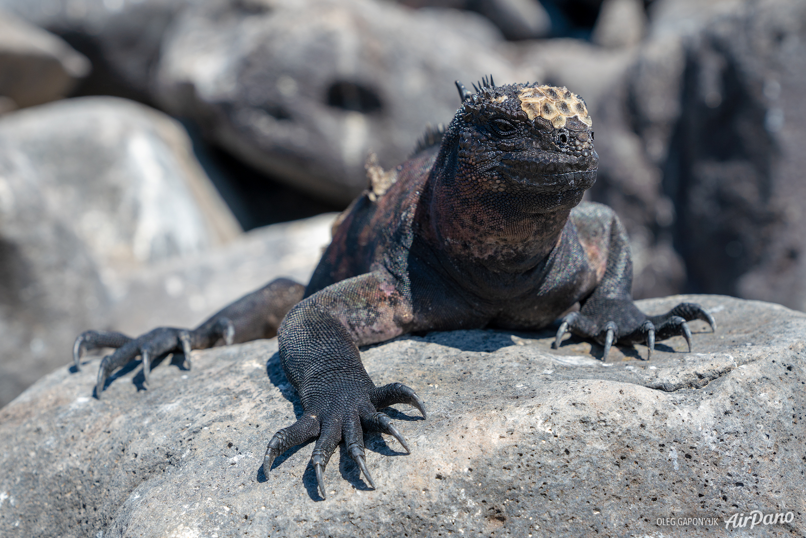 Gal pagos marine iguana