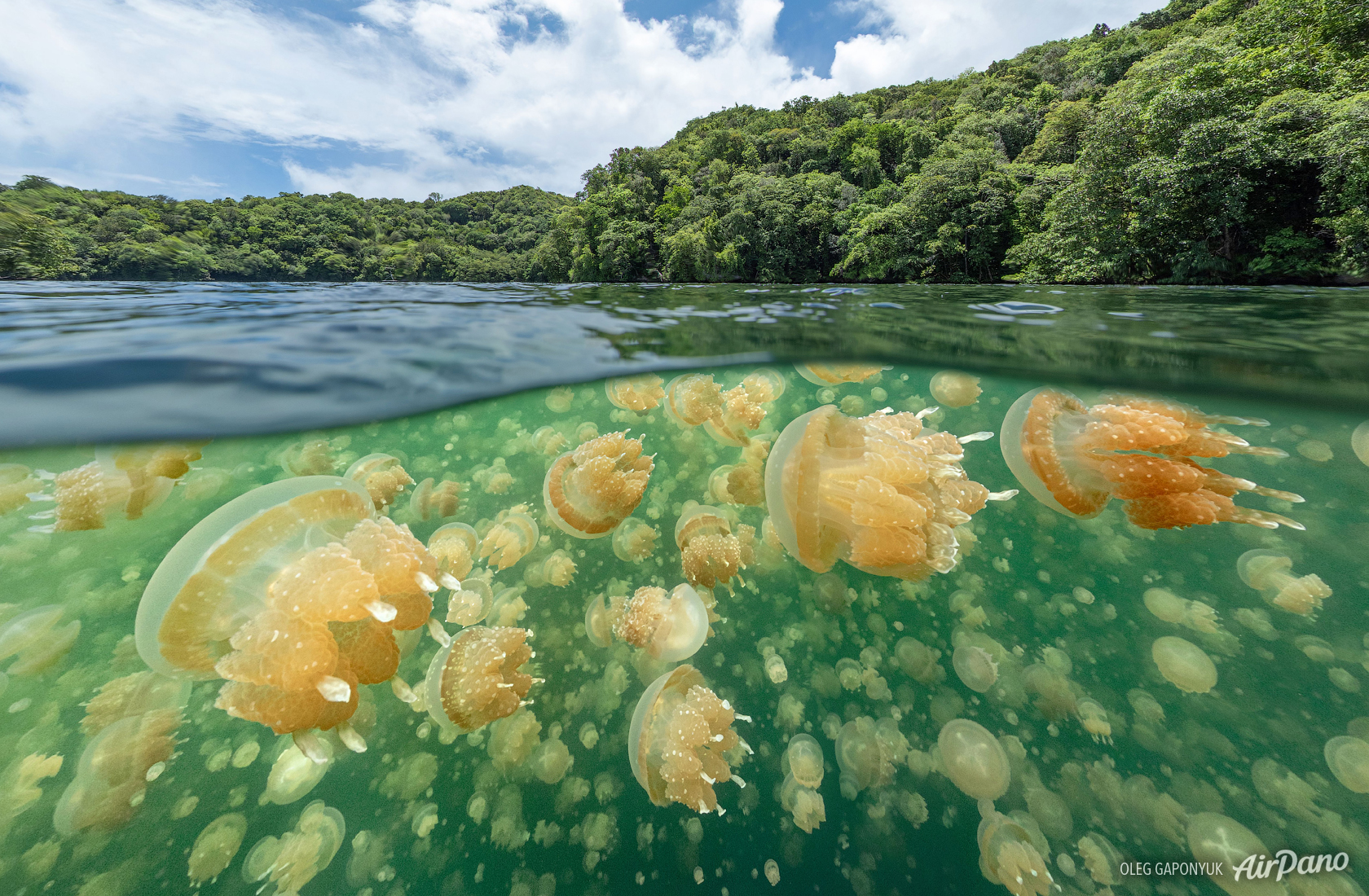 Jellyfish Lake: Why is the Ongeim’l Tketau lake full of jellyfish? – How It Works