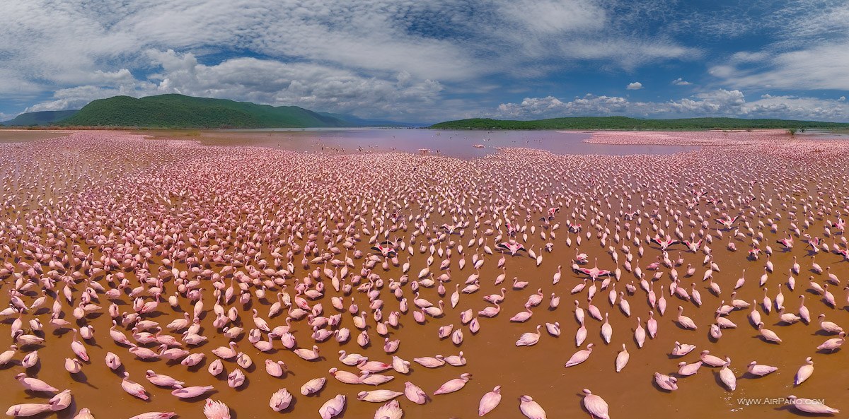 Flamingo Kenya Lake Bogoria 32
