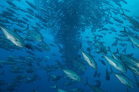 Among thousand fishes. Diving with Caranx Among thousand fishes. Diving with Caranx