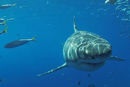 Diving with great white shark Diving with great white shark