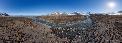 Penguins, South Georgia Island #16 Penguins, South Georgia Island #16