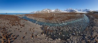 Penguins, South Georgia Island #17 Penguins, South Georgia Island #17